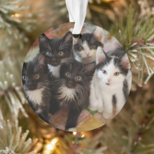Cutest Baby Animals   Black & White Kittens Ornament