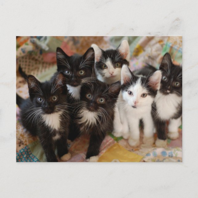Cutest Baby Animals | Black & White Kittens Postcard (Front)