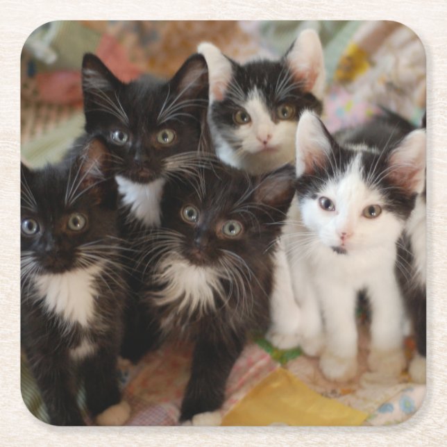 Cutest Baby Animals | Black & White Kittens Square Paper Coaster (Front)