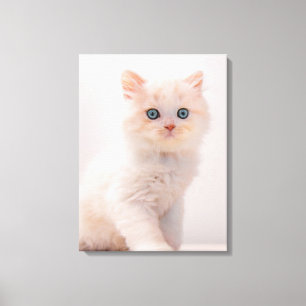 Cutest Baby Animals   Blue Eye Kitten Canvas Print