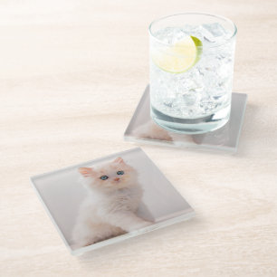 Cutest Baby Animals   Blue Eye Kitten Glass Coaster
