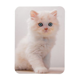 Cutest Baby Animals Blue Eye Kitten Magnet