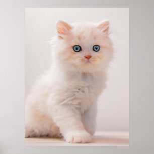 Cutest Baby Animals   Blue Eye Kitten Poster