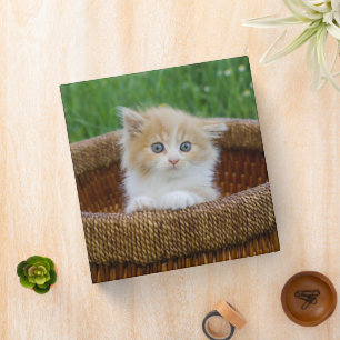 Cutest Baby Animals Blue Eyed Kitten Binder