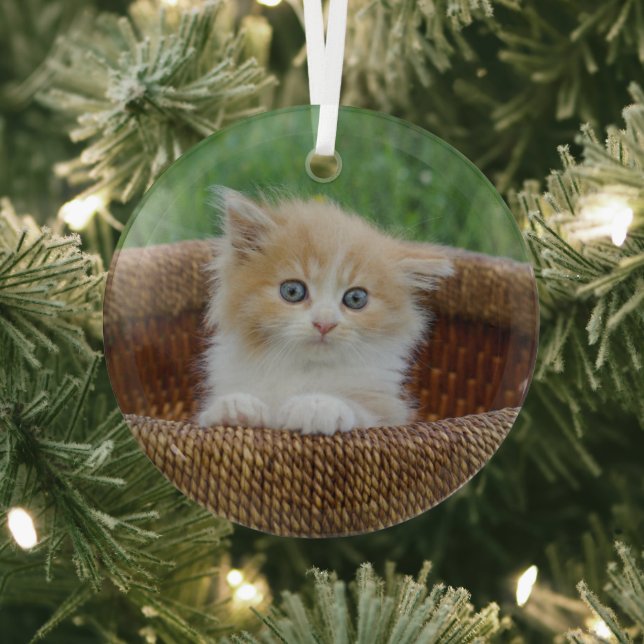 Cutest Baby Animals | Blue Eyed Kitten Glass Ornament (Insitu)