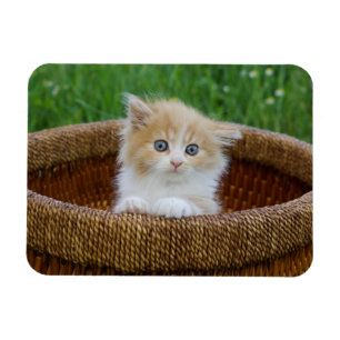Cutest Baby Animals   Blue Eyed Kitten Magnet