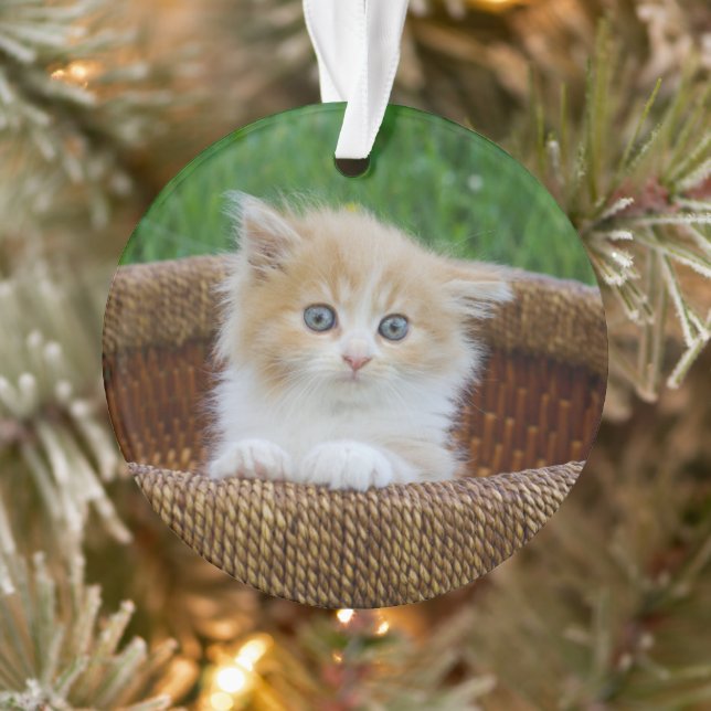 Cutest Baby Animals | Blue Eyed Kitten Ornament (Tree)