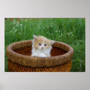 Cutest Baby Animals   Blue Eyed Kitten Poster