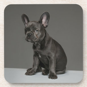 Cutest Baby Animals   Blue French Bulldog Puppy Coaster