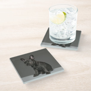 Cutest Baby Animals Blue French Bulldog Puppy Glass Coaster
