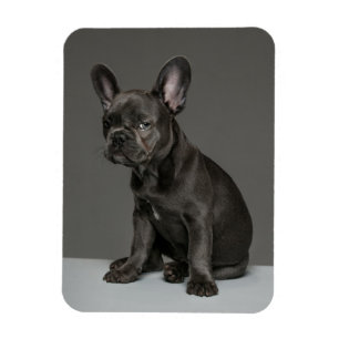 Cutest Baby Animals Blue French Bulldog Puppy Magnet