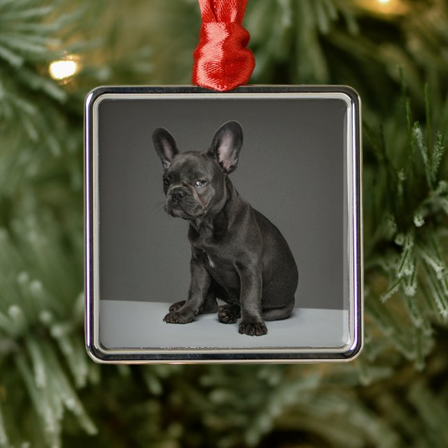 Cutest Baby Animals | Blue French Bulldog Puppy Metal Ornament (Tree)