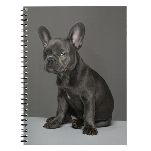 Cutest Baby Animals | Blue French Bulldog Puppy Notebook (Front)