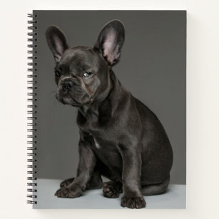 Cutest Baby Animals   Blue French Bulldog Puppy Notebook