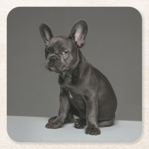 Cutest Baby Animals   Blue French Bulldog Puppy Square Paper Coaster
