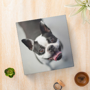 Cutest Baby Animals Boston Bulldog Smile Binder