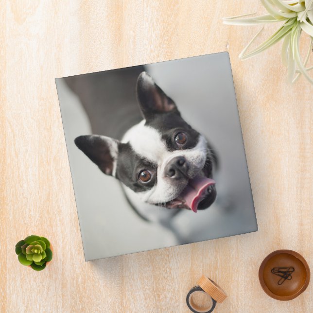 Cutest Baby Animals | Boston Bulldog Smile Binder (In Situ)