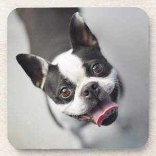 Cutest Baby Animals Boston Bulldog Smile Coaster