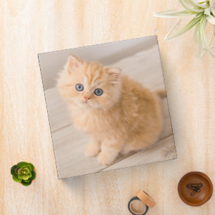 Cutest Baby Animals British Longhair Kitten Binder