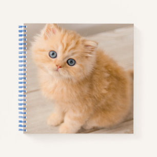Cutest Baby Animals British Longhair Kitten Notebook