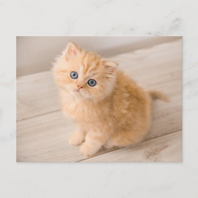 Cutest Baby Animals | British Longhair Kitten Postcard (Front)