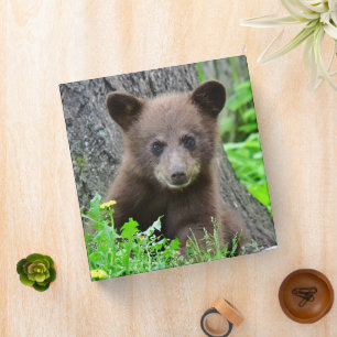 Cutest Baby Animals   Brown Bear Cub Binder