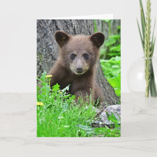 Cutest Baby Animals | Brown Bear Cub Card (Front)