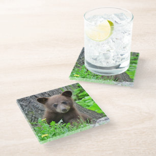 Cutest Baby Animals Brown Bear Cub Glass Coaster