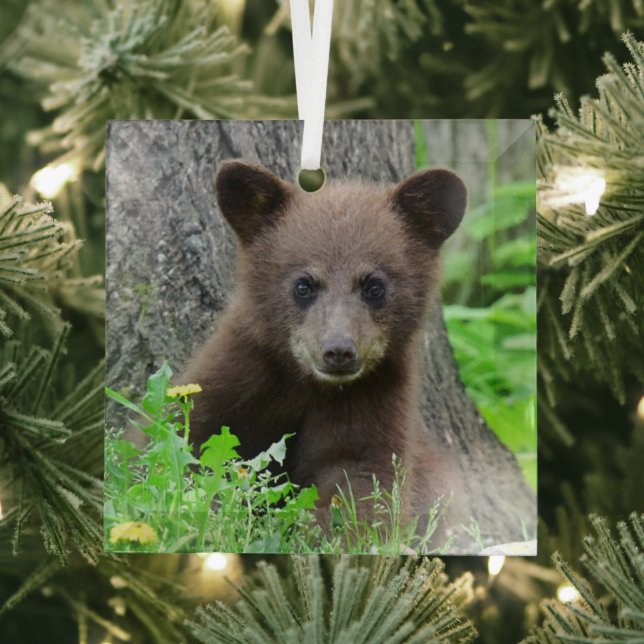 Cutest Baby Animals | Brown Bear Cub Glass Ornament (Insitu)