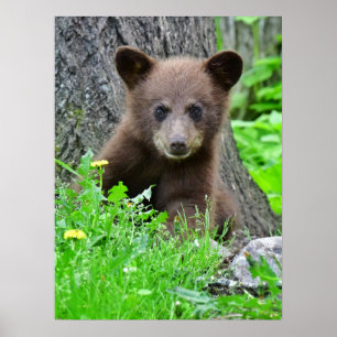 Cutest Baby Animals   Brown Bear Cub Poster