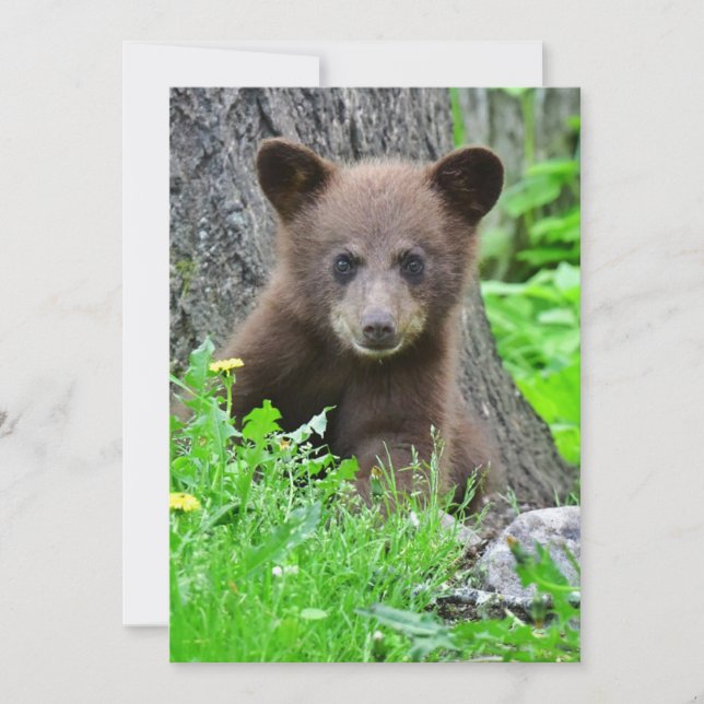 Cutest Baby Animals | Brown Bear Cub Thank You Card (Front)