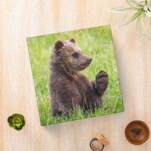 Cutest Baby Animals   Brown Bear Cub Wave Binder