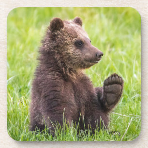 Cutest Baby Animals Brown Bear Cub Wave Coaster