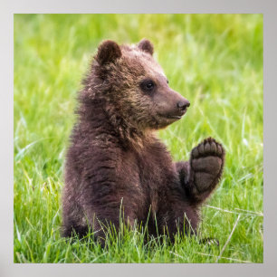 Cutest Baby Animals Brown Bear Cub Wave Poster