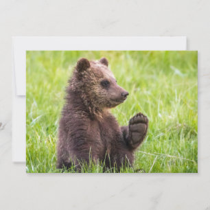 Cutest Baby Animals   Brown Bear Cub Wave Thank You Card