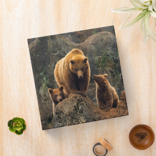 Cutest Baby Animals   Brown Bear Family Binder