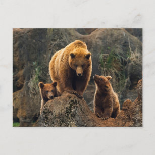 Cutest Baby Animals   Brown Bear Family Postcard