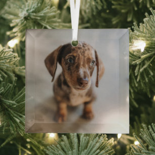 Cutest Baby Animals   Brown Dachshund Puppy Glass Ornament