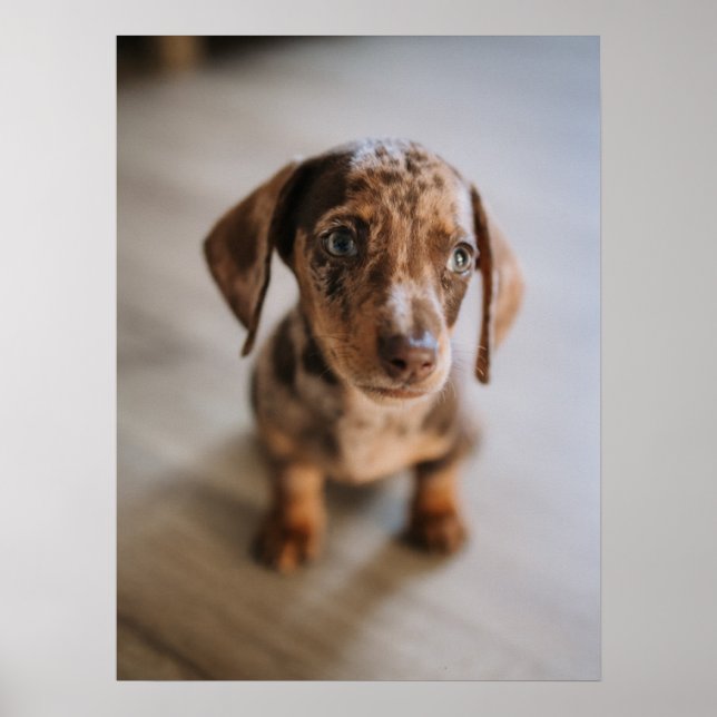 Cutest Baby Animals | Brown Dachshund Puppy Poster (Front)