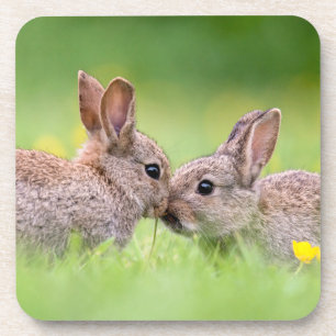 Cutest Baby Animals Bunny Kiss Coaster