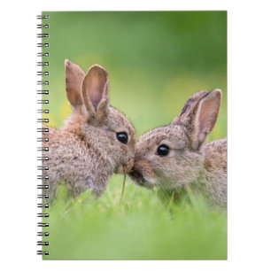 Cutest Baby Animals   Bunny Kiss Notebook