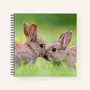 Cutest Baby Animals   Bunny Kiss Notebook