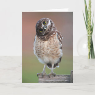 Cutest Baby Animals   Burrowing Owl Owlet Card