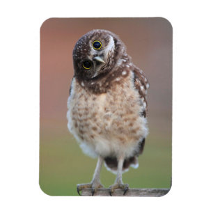 Cutest Baby Animals   Burrowing Owl Owlet Magnet