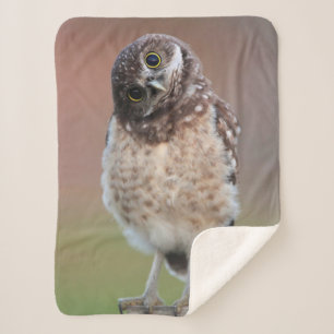 Cutest Baby Animals   Burrowing Owl Owlet Sherpa Blanket