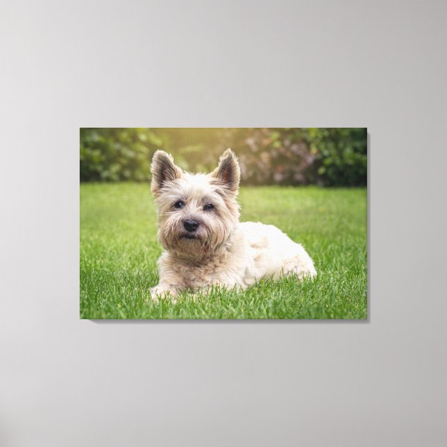 Cutest Baby Animals | Cairn Terrier Dog Canvas Print (Front)