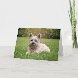 Cutest Baby Animals Cairn Terrier Dog Card