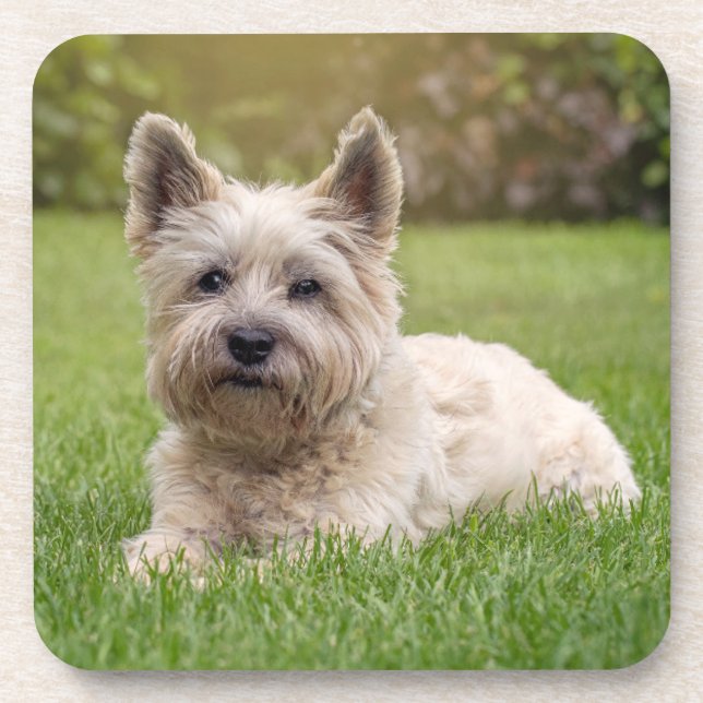 Cutest Baby Animals | Cairn Terrier Dog Coaster (Front)