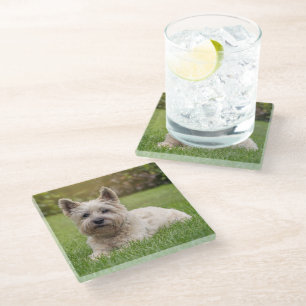 Cutest Baby Animals Cairn Terrier Dog Glass Coaster