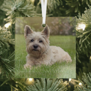 Cutest Baby Animals Cairn Terrier Dog Glass Ornament
